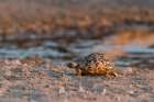 A leopard tortoise-Stigmochelys pardalis-at waterhole Kalahari-Botswana Art Print